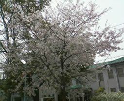 4月8日の泉尾上公園の桜