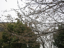泉尾第2公園の桜の木