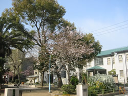泉尾公園の桜